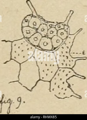 . Beitrge zur Kryptogamenflora der Schweiz. . Bitte beachten Sie, dass diese Bilder sind von der gescannten Seite Bilder, die digital für die Lesbarkeit verbessert haben mögen - Färbung und Aussehen dieser Abbildungen können nicht perfekt dem Original ähneln. extrahiert. Schweizerische Botanische Gesellschaft; der Schweizerischen Naturforschenden Gesellschaft. Bern: K. J. Wyss Stockfoto