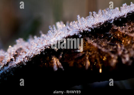 04. Februar 2019, Nordrhein-Westfalen, Pulheim: Eiskristalle Stick auf ein Blatt auf einem Feld. Foto: Federico Gambarini/dpa Stockfoto