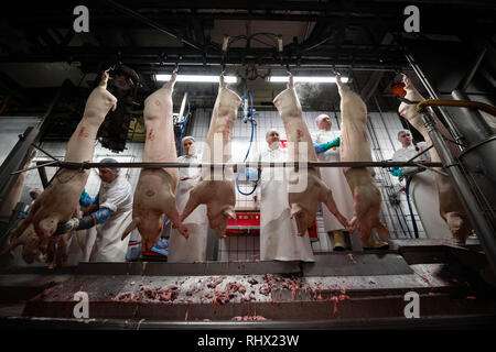 Garrel, Deutschland. 04 Feb, 2019. Beim Besuch des Ministerpräsidenten von Niedersachsen, Mitarbeiter der Schlachthof Böseler-Goldschmaus cut Schweine hängen an der Montagelinie in zwei Hälften. Credit: mohssen Assanimoghaddam/dpa/Alamy leben Nachrichten Stockfoto
