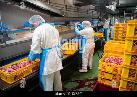 Garrel, Deutschland. 04 Feb, 2019. Mitarbeiter des Schlachthofs Böseler-Goldschmaus Arbeit am Fließband während des Besuches des Ministerpräsidenten von Niedersachsen. Credit: mohssen Assanimoghaddam/dpa/Alamy leben Nachrichten Stockfoto