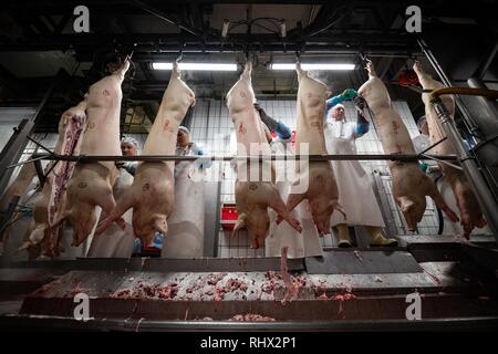 Garrel, Deutschland. 04 Feb, 2019. Beim Besuch des Ministerpräsidenten von Niedersachsen, Mitarbeiter der Schlachthof Böseler-Goldschmaus cut Schweine hängen an der Montagelinie in zwei Hälften. Credit: mohssen Assanimoghaddam/dpa/Alamy leben Nachrichten Stockfoto