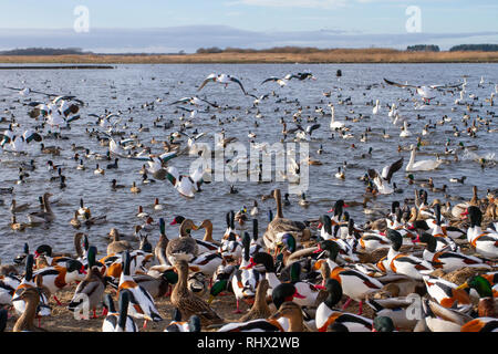 Wildtiere im Martin Mere Feuchtgebiet Zentrum, UK Wetter. Februar 2019. 3pm Shelduck, & Swan Feed vom WWT Reserve Manager, der Weizen und Getreide an die Zugvögel verteilt, die im Reservat überwintern. Die Wildhüter im Martin Mere Wetland Center geben Weizenfutter an eine Vielzahl von Wildvögeln, Wanderenten, Wildenten, Gänsen, Watvögeln, Schwanen, Gänse und Shelduck und andere Wasservögel während der Wintermonate. Stockfoto