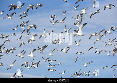 Madrid, Madrid, Spanien. 4 Feb, 2019. Hunderte von Möwen fliegen gesehen. Hunderte von Möwen, die meisten von ihnen weniger schwarz-backed Möwen (Larus fuscus), Yellow-legged Möwen (Larus michahellis) und Black-headed Möwen (Chroicocephalus ridibundus) Weiter verbringen den Winter in Madrid. Quelle: John milner/SOPA Images/ZUMA Draht/Alamy leben Nachrichten Stockfoto