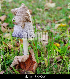 Lonely Pilze auf der Wiese mit Blätter im Herbst Stockfoto