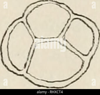 . Beitrge zur Kryptogamenflora der Schweiz. . Bitte beachten Sie, dass diese Bilder sind von der gescannten Seite Bilder, die digital für die Lesbarkeit verbessert haben mögen - Färbung und Aussehen dieser Abbildungen können nicht perfekt dem Original ähneln. extrahiert. Schweizerische Botanische Gesellschaft; der Schweizerischen Naturforschenden Gesellschaft. Bern: K. J. Wyss Stockfoto