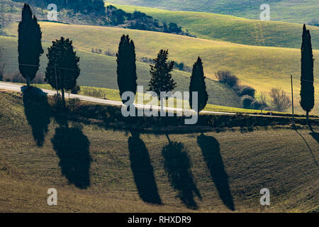 Zypressen Schatten entlang einer malerischen Landschaft der Toskana Straße in der Nähe von Monticchiello, Siena, Italien Stockfoto