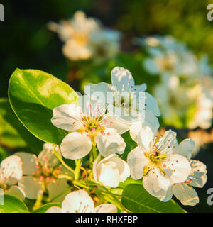 Quadratisches Bild von Pear Tree Branch mit weißen Blumen und rosa Staubgefäßen im warmen Sonnenlicht Sonnenuntergang. Saisonale Hintergrund mit kopieren. Selektive konzentrieren. Un Stockfoto