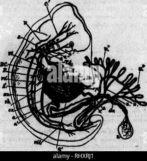 . Ein Lehrbuch der vergleichenden Physiologie [microform]: für Studierende und Praktiker der vergleichenden (Veterinärwesen) Medizin. Physiologie, Vergleichende ; tierärztliche Physiologie; Physiologie; Physiologie comparée vétérinaire. • Die cldna ornm. an Lerche, die Ovam ihaM • flgnred (nach DaU reflexa Browlne roand 4. Zotten, mWlnR oat t der Website oder der fntote rhioh; im Allgemeinen ehemaligen, im Menschen gefunden La von keine nmals, vor allem ig Konto ist, dass in der Regel in Worka über Embryologie, der atudent kann aa gut, dass unsere underatand Icnowledge der menschlichen Embryologie in der sehr earlieat atages ia unvollständig und Pa Stockfoto