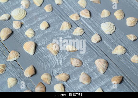 Viele kleine Muscheln auf hellen Hintergrund. Stockfoto