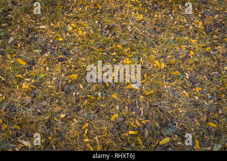 Gelb gefärbte Blätter im Herbst auf trockenem Gras Boden Stockfoto