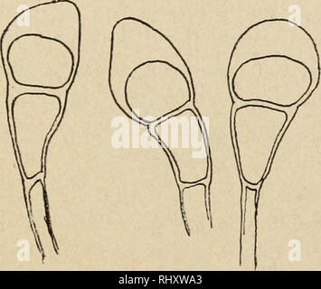 . Beitrge zur Kryptogamenflora der Schweiz. . Bitte beachten Sie, dass diese Bilder sind von der gescannten Seite Bilder, die digital für die Lesbarkeit verbessert haben mögen - Färbung und Aussehen dieser Abbildungen können nicht perfekt dem Original ähneln. extrahiert. Schweizerische Botanische Gesellschaft; der Schweizerischen Naturforschenden Gesellschaft. Bern: K. J. Wyss Stockfoto