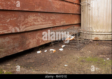 Kabel humane kleines Säugetier trap öffnen und mit Brot und Erdnussbutter für Rattus norvegicus oder grauen grauen Eichhörnchen verlockte, Sciurus carolinensis Stockfoto