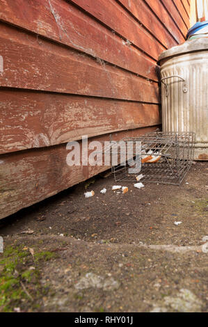 Kabel humane kleines Säugetier trap öffnen und mit Brot und Erdnussbutter für Rattus norvegicus oder grauen grauen Eichhörnchen verlockte, Sciurus carolinensis Stockfoto