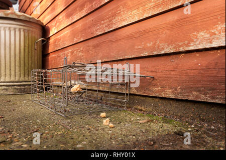 Kabel humane kleines Säugetier trap öffnen und mit Brot und Erdnussbutter für Rattus norvegicus oder grauen grauen Eichhörnchen verlockte, Sciurus carolinensis Stockfoto