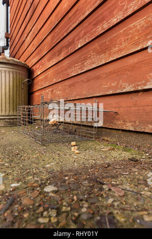 Kabel humane kleines Säugetier trap öffnen und mit Brot und Erdnussbutter für Rattus norvegicus oder grauen grauen Eichhörnchen verlockte, Sciurus carolinensis Stockfoto