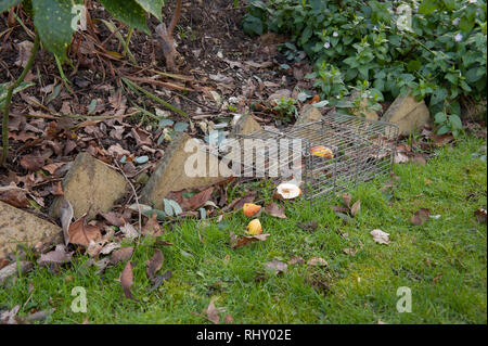 Kabel humane kleines Säugetier trap öffnen und mit Brot und Erdnussbutter für Rattus norvegicus oder grauen grauen Eichhörnchen verlockte, Sciurus carolinensis Stockfoto