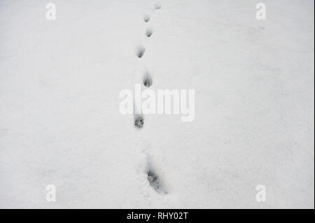 Single Track durch erwachsene Europäische Red fox Futter für Lebensmittel im Schnee gemacht, Vulpes vulpes Stockfoto