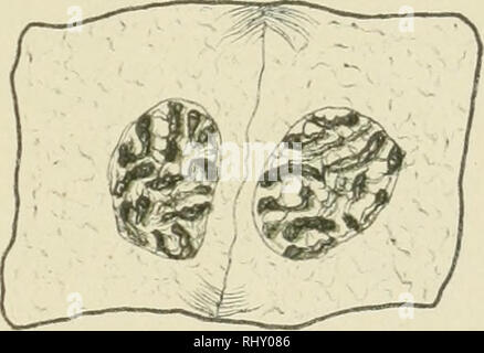 . Beitrge zur Biologie der Pflanzen. Pflanzenphysiologie; Pflanzen. . Bitte beachten Sie, dass diese Bilder sind von der gescannten Seite Bilder, die digital für die Lesbarkeit verbessert haben mögen - Färbung und Aussehen dieser Abbildungen können nicht perfekt dem Original ähneln. extrahiert. Berlin [etc. ] Duncker & Humblot [amp; etc. ] Stockfoto