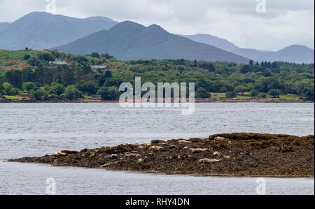 Dichtungen auf einer kleinen Insel in der Bucht von Kenmare, County Kerry, Irland sonnt Stockfoto
