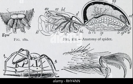 . Anfänger Zoologie. Zoologie. Abb. 178. - Die vogelspinne. Abb., 179. -Trap-door Spider. Le h. Abb. 182. - Festlegung von Ei. Abb. 183.-Fuß von Spider. Illustrierte Studie von Spinnen (Abbn. 178-183). - Die Tarantula, wie die meisten Spi-Dîners, hat acht einfache Augen (keine Verbindung). Sie finden (Abb. 178). Wie Spinnen und Insekten im Körper unterscheiden? Anzahl der Beine? Die mehr Gelenke Beine? Die Trap-door Spider halten Sie die Tür geschlossen (Abb. 179)? Wie viele Paare von Spinndüsen für die Spinnerei web hat eine Spinne { Spw 180)? Fuß des Spider hat wie viele Krallen? Wie viele Kämme auf Krallen für Holding Web? Spinnen Spinnen ein c Stockfoto