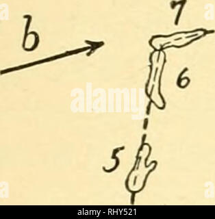 . Verhalten der unteren Organismen. Das Verhalten der Tiere; wirbellose Tiere. Das Verhalten von AMCEBA II. Bitte beachten Sie, dass diese Bilder sind von der gescannten Seite Bilder, die digital für die Lesbarkeit verbessert haben mögen - Färbung und Aussehen dieser Abbildungen können nicht perfekt dem Original ähneln. extrahiert. Jennings, H. S. (Herbert Spencer), 1868-1947. New York, Columbia University Press, der Macmillan Company, Agenten; [etc. Usw.] Stockfoto