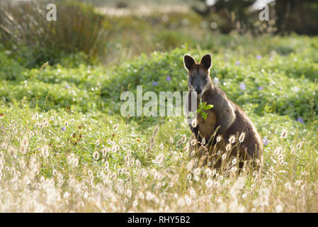 Wallaby, Wallabia bicolor, Fütterung auf die Vegetation an der Küste Grünland Bereich während am späten Nachmittag, Port Fairy, Victoria Australien Stockfoto