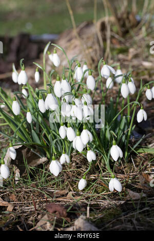 Galanthus S. Arnott. Spezies Schneeglöckchen wachsen am Rande eines Waldes Garten. Stockfoto