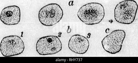 . Ein Lehrbuch der Tierphysiologie [microform]: Mit einführenden Kapiteln über die allgemeine Biologie und eine vollständige Behandlung der Reproduktion, für Studierende der Human- und Vergleichende (Veterinärwesen) Medizin und der allgemeinen Biologie. Physiologie, Vergleichende ; tierärztliche Physiologie; Physiologie; Physiologie comparée vétérinaire. c# © O ig Fio. 148.. D'la. ISO. Fio. 149.. Bitte beachten Sie, dass diese Bilder sind von der gescannten Seite Bilder, die digital für die Lesbarkeit verbessert haben mögen - Färbung und Aussehen dieser Abbildungen können nicht perfekt dem Original ähneln. extrahiert. Mühlen, Wesley, 1847-191 Stockfoto