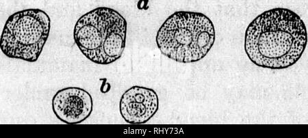 . Ein Lehrbuch der Tierphysiologie [microform]: Mit einführenden Kapiteln über die allgemeine Biologie und eine vollständige Behandlung der Reproduktion, für Studierende der Human- und Vergleichende (Veterinärwesen) Medizin und der allgemeinen Biologie. Physiologie, Vergleichende ; tierärztliche Physiologie; Physiologie; Physiologie comparée vétérinaire. 152 TIERPHYSIOLOGIE. Es besteht kein Zweifel, dass die grössere Anzahl der nicht-nucle- blutkörperchen aus der Kernhaltigen Formen abgeleitet werden. Tlie postembryonale Entwicklung von farbigen Blutkörperchen ist - aturally von der grösseren diflBculties weniger verstanden teilnehmen. c# © O ig Fio. 148.. Bitte Stockfoto