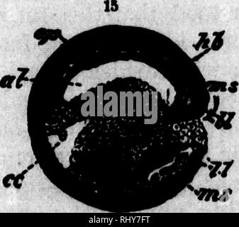 . Ein Lehrbuch der Tierphysiologie [microform]: Mit einführenden Kapiteln über die allgemeine Biologie und eine vollständige Behandlung der Reproduktion, für Studierende der Human- und Vergleichende (Veterinärwesen) Medizin und der allgemeinen Biologie. Physiologie, Vergleichende ; tierärztliche Physiologie; Physiologie; Physiologie comparée vétérinaire. lIlijIllyilpjiMLM, Schlauch, der unter-go (meroblastic); die Eizelle, wenn k-sac und Allan - Mehr promiiient angrenzenden mein-d anderswo Hypertrophisierten. Die t-Gruppen von Ani-Verdinglichung. Was-mta, es ist immer der ig in den Krypten in Ich und die krypten ionnective-Gewebe e Plazenta in der rolved von der m Stockfoto