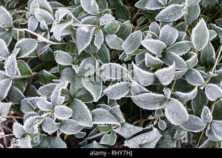 Frost bedeckt Vinca major verlässt. Stockfoto