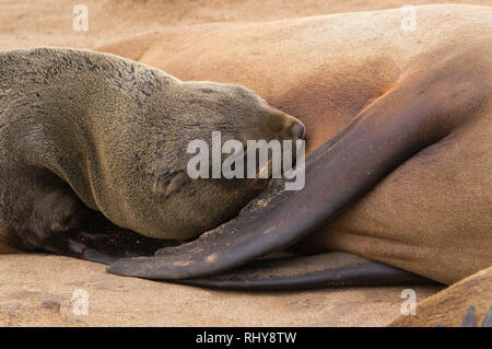 Braune Robbenkolonie am Cape Cross, Namibia Stockfoto