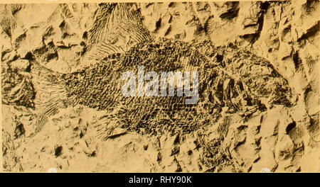 . Beiträge zur Paläontologie und Geologie Österreich-Ungarns und des orientiert: Mitteilungen des geologischen und paläontologischen Institute der Universität Wien. Geologie und Paläontologie. . Bitte beachten Sie, dass diese Bilder sind von der gescannten Seite Bilder, die digital für die Lesbarkeit verbessert haben mögen - Färbung und Aussehen dieser Abbildungen können nicht perfekt dem Original ähneln. extrahiert. Universität Wien. Wien, Österreich: Wilhelm Braumüller Stockfoto
