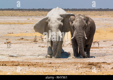 Zwei Schlamm bedeckt Stier Elefant im Etosha Nationalpark Stockfoto