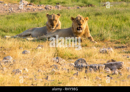 Zwei junge männliche Löwen an ein Elefant im Etosha Nationalpark Töten Stockfoto