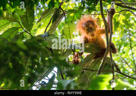 Ein niedliches Baby Orang-utan in den Wäldern von Bukit Lawang auf Sumatra Stockfoto