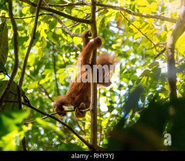 Ein niedliches Baby Orang-utan in den Wäldern von Bukit Lawang auf Sumatra Stockfoto