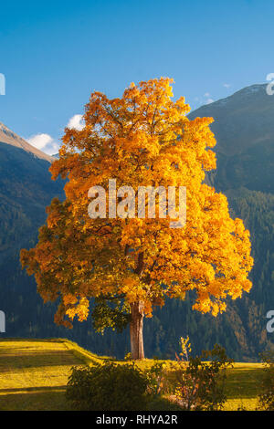 Eine atemberaubende Lime Tree in der malerischen Stadt Guarda, Engadin Stockfoto