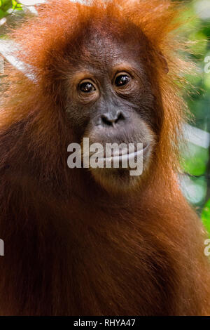Ein Orang-utan in den Wäldern von Bukit Lawang auf Sumatra Stockfoto