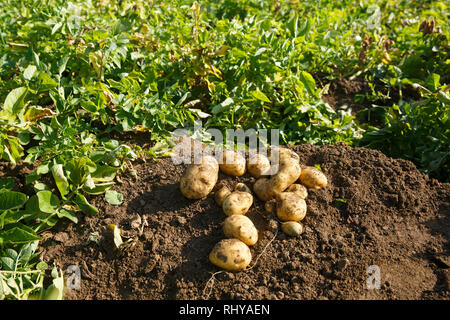 Stapel frisch gegraben Kartoffeln auf einem Feld. Landwirtschaft, Industrie, Lebensmittelproduktion und Landwirtschaft Konzept. Stockfoto