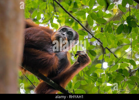 Ein Orang-utan in den Wäldern von Ketambe auf Sumatra Stockfoto