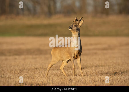 Rehe Buck im Winter Beschichtung mit Geweih in Samt Stockfoto