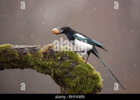 Eurasian Magpie auf Moos bedeckt Zweig im Winter bei Schneefall mit Mutter im Schnabel. Stockfoto