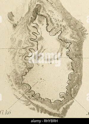 . Beiträge zur Morphologie der Arthropoden. I. Ein Beitrag zur Kenntnis der Pedipalpen. Peitsche scorpions. 100. 101 sblwk sjim spiu Hl! II: k II kn. Bitte beachten Sie, dass diese Bilder sind von der gescannten Seite Bilder, die digital für die Lesbarkeit verbessert haben mögen - Färbung und Aussehen dieser Abbildungen können nicht perfekt dem Original ähneln. extrahiert. Börner, Carl Julius Bernhard, 1880-1953. Stuttgart, E. Nägele Stockfoto