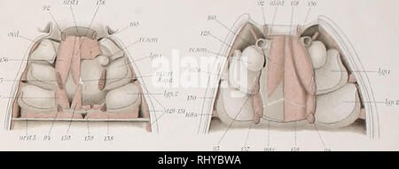 . Beiträge zur Morphologie der Arthropoden. I. Ein Beitrag zur Kenntnis der Pedipalpen. Peitsche scorpions. . Bitte beachten Sie, dass diese Bilder sind von der gescannten Seite Bilder, die digital für die Lesbarkeit verbessert haben mögen - Färbung und Aussehen dieser Abbildungen können nicht perfekt dem Original ähneln. extrahiert. Börner, Carl Julius Bernhard, 1880-1953. Stuttgart, E. Nägele Stockfoto