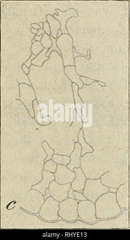 . Beitrge zur Biologie der Pflanzen. Pflanzenphysiologie; Pflanzen. . Bitte beachten Sie, dass diese Bilder sind von der gescannten Seite Bilder, die digital für die Lesbarkeit verbessert haben mögen - Färbung und Aussehen dieser Abbildungen können nicht perfekt dem Original ähneln. extrahiert. Berlin [etc. ] Duncker & Humblot [amp; etc. ] Stockfoto