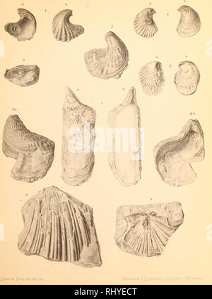 . Beiträge zur Naturwissenschaft Syriens.. Geologie und Paläontologie. Tafel W.. Bitte beachten Sie, dass diese Bilder sind von der gescannten Seite Bilder, die digital für die Lesbarkeit verbessert haben mögen - Färbung und Aussehen dieser Abbildungen können nicht perfekt dem Original ähneln. extrahiert. Blanckenhorn, Max, 1861 - 1947. Cassel: Selbstverlag des Verfassers Stockfoto