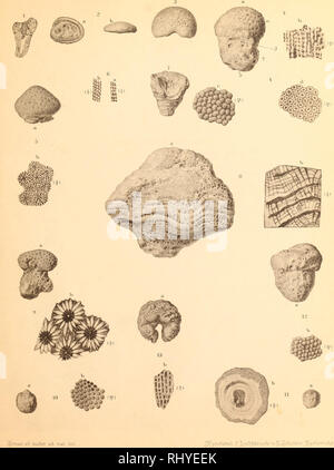 . Beiträge zur Naturwissenschaft Syriens.. Geologie und Paläontologie. Tafel 1. Bitte beachten Sie, dass diese Bilder sind von der gescannten Seite Bilder, die digital für die Lesbarkeit verbessert haben mögen - Färbung und Aussehen dieser Abbildungen können nicht perfekt dem Original ähneln. extrahiert. Blanckenhorn, Max, 1861 - 1947. Cassel: Selbstverlag des Verfassers Stockfoto