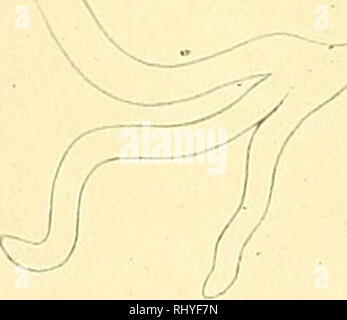 . Beiträge zur Anatomie und Systematik der Stylomatophoren aus dem Gebiete der Monarchie und der angrenzenden Balkanländer. Muscheln. 189 b 189 c. Denkschriften der kaiserl. Akademie der Wiss, Math. naturw. Kl., Bd. 1, Bl. XCI.. Bitte beachten Sie, dass diese Bilder sind von der gescannten Seite Bilder, die digital für die Lesbarkeit verbessert haben mögen - Färbung und Aussehen dieser Abbildungen können nicht perfekt dem Original ähneln. extrahiert. Wagner, Antoni Jozef, d. 1928. Wien, [K. K. in der Hof- und Staatsdruckerei] Stockfoto