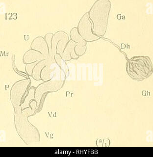 . Beiträge zur Anatomie und Systematik der Stylomatophoren aus dem Gebiete der Monarchie und der angrenzenden Balkanländer. Muscheln. Denkschriften der kaiserl, Akademie der Wiss. Math. naturw. KL, Bd. 1, Bl. XCI.. Bitte beachten Sie, dass diese Bilder sind von der gescannten Seite Bilder, die digital für die Lesbarkeit verbessert haben mögen - Färbung und Aussehen dieser Abbildungen können nicht perfekt dem Original ähneln. extrahiert. Wagner, Antoni Jozef, d. 1928. Wien, [K. K. in der Hof- und Staatsdruckerei] Stockfoto